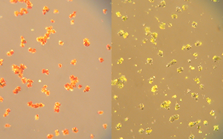 Does Magnetic Particle Size Matter? Does Magnetic Particle Size Matter?